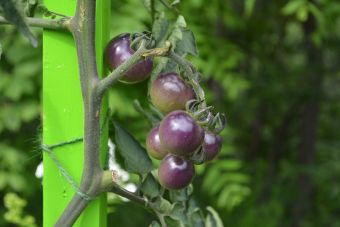 Solanum lycopersicum 'Blue Pitts'