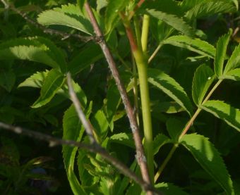 L'aralie hispide est un arbuste dont les tiges sont ligneuses sur ses premiers 5 à 20 cm (2 à 8 po). 
