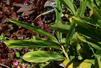 Alpinia zerumbet ’Variegata’