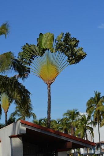 Traveller's tree, traveller's palm