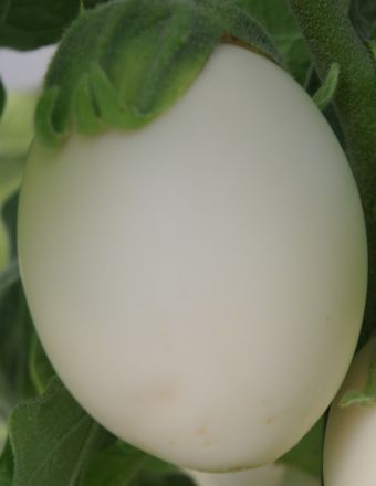 Solanum melongena 'Ivory'