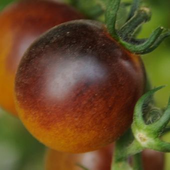 Solanum lycopersicum Indigo™ Kumquat)