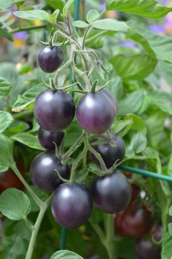 Solanum lycopersicum Indigo™ Ruby