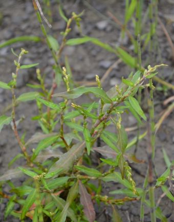Persicaria hydropiper (L.) Delarbre 