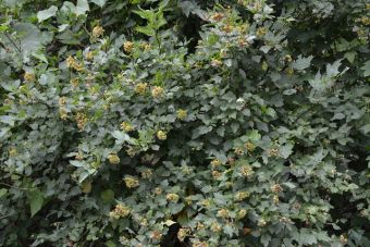 Physocarpus opulifolius 