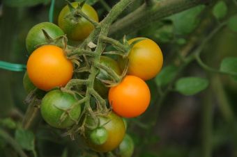La tomate 'Sun Sugar' contiendrait un taux de 10 °Bx, ce qui est très bon pour une tomate.