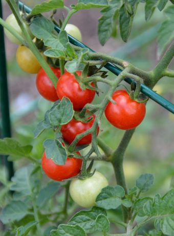 Les tomates possèdent un excellent degré Brix de 10.2