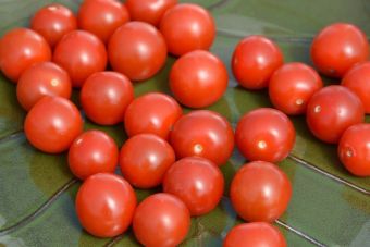 Cette tomate est conçue pour être cultivée en contenant, mais elle peut aussi être placée en pleine terre.