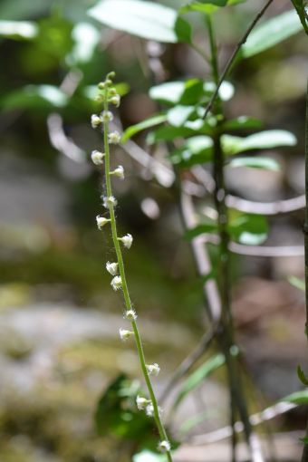 Mitella diphylla L. 1753
