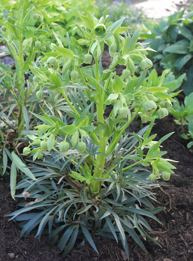 Plant de Helleborus foetidus